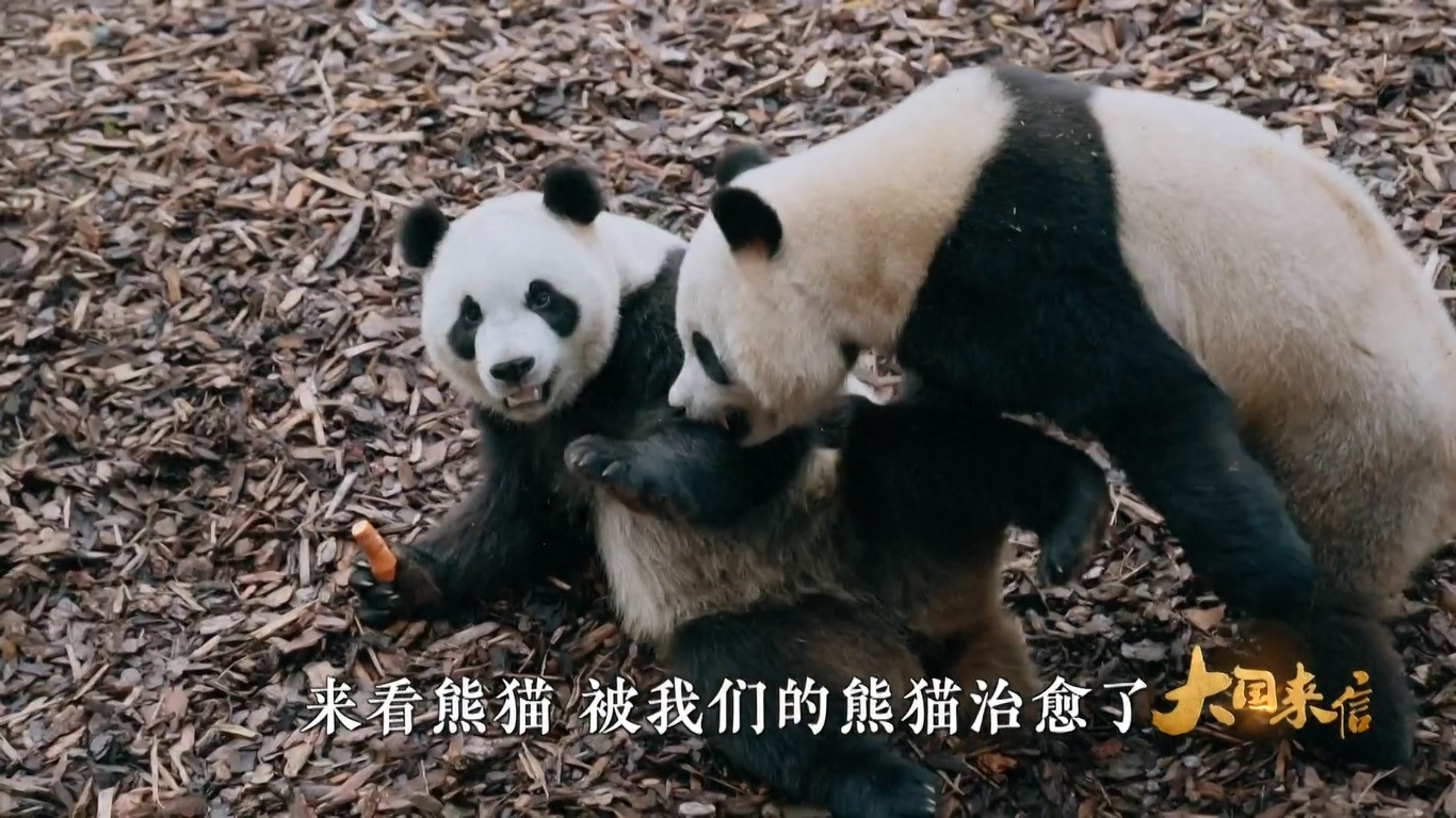 Panda raksasa Xing Hui